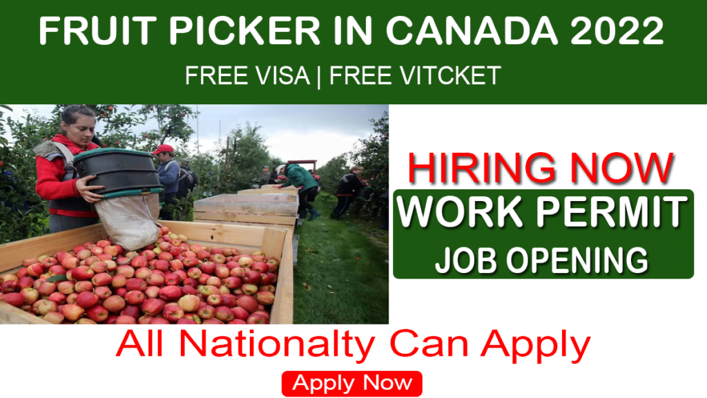 Job Hiring In Canada Fruit Picker For Foreign Worker 2022